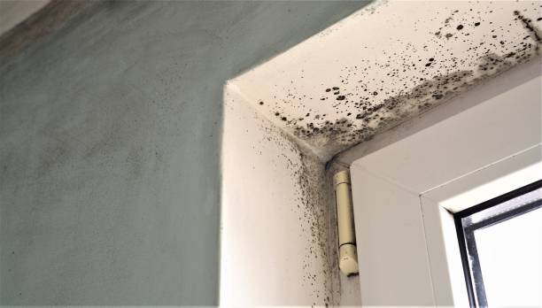Best Comprehensive Air Testing for Mold Contaminants  in Montana City, MT