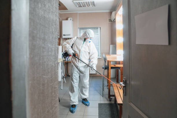 Best Basement Mold Removal  in Montana City, MT