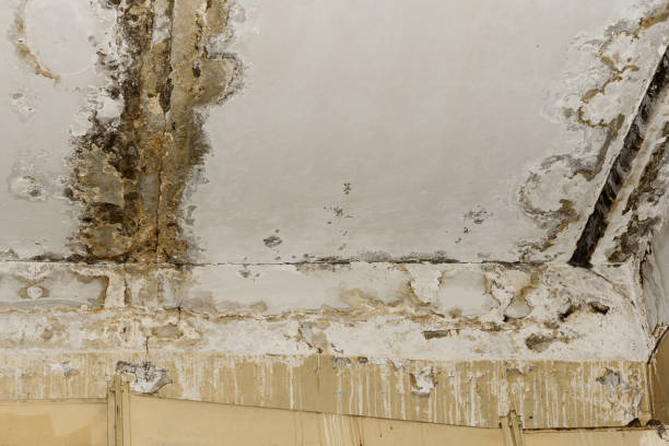 Best Water Damage & Mold Remediation  in Montana City, MT