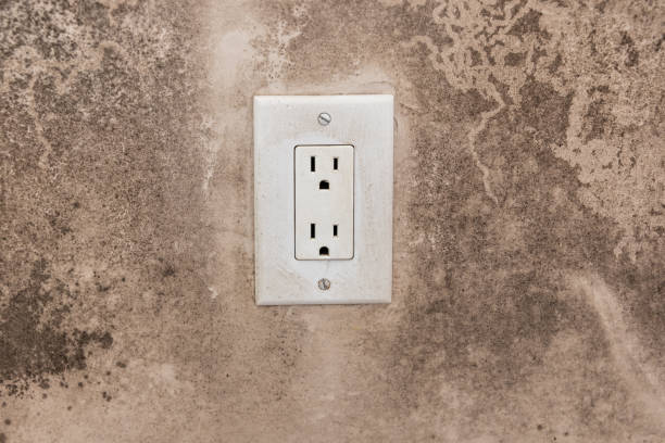 Best Black Mold Removal  in Montana City, MT