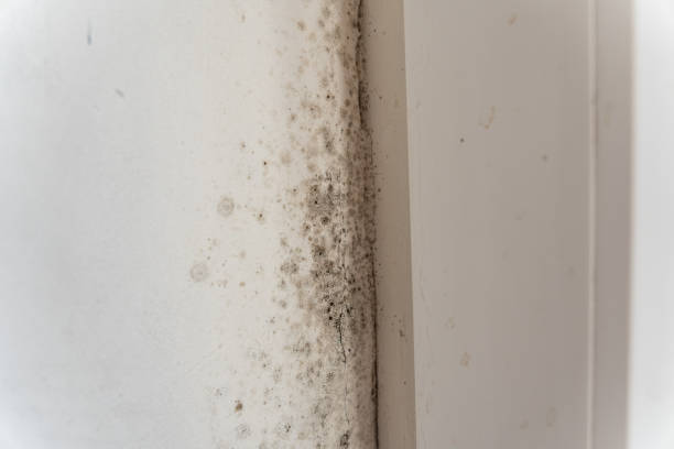 Best Black Mold Removal  in Montana City, MT